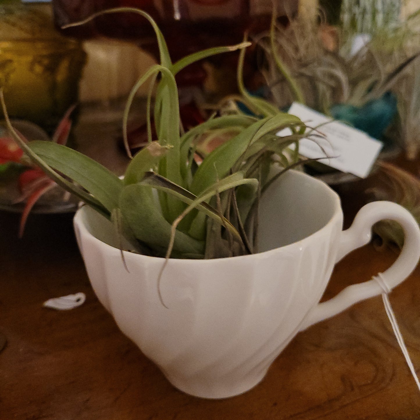 White Coffee Swirl Cup Air Plant Holder