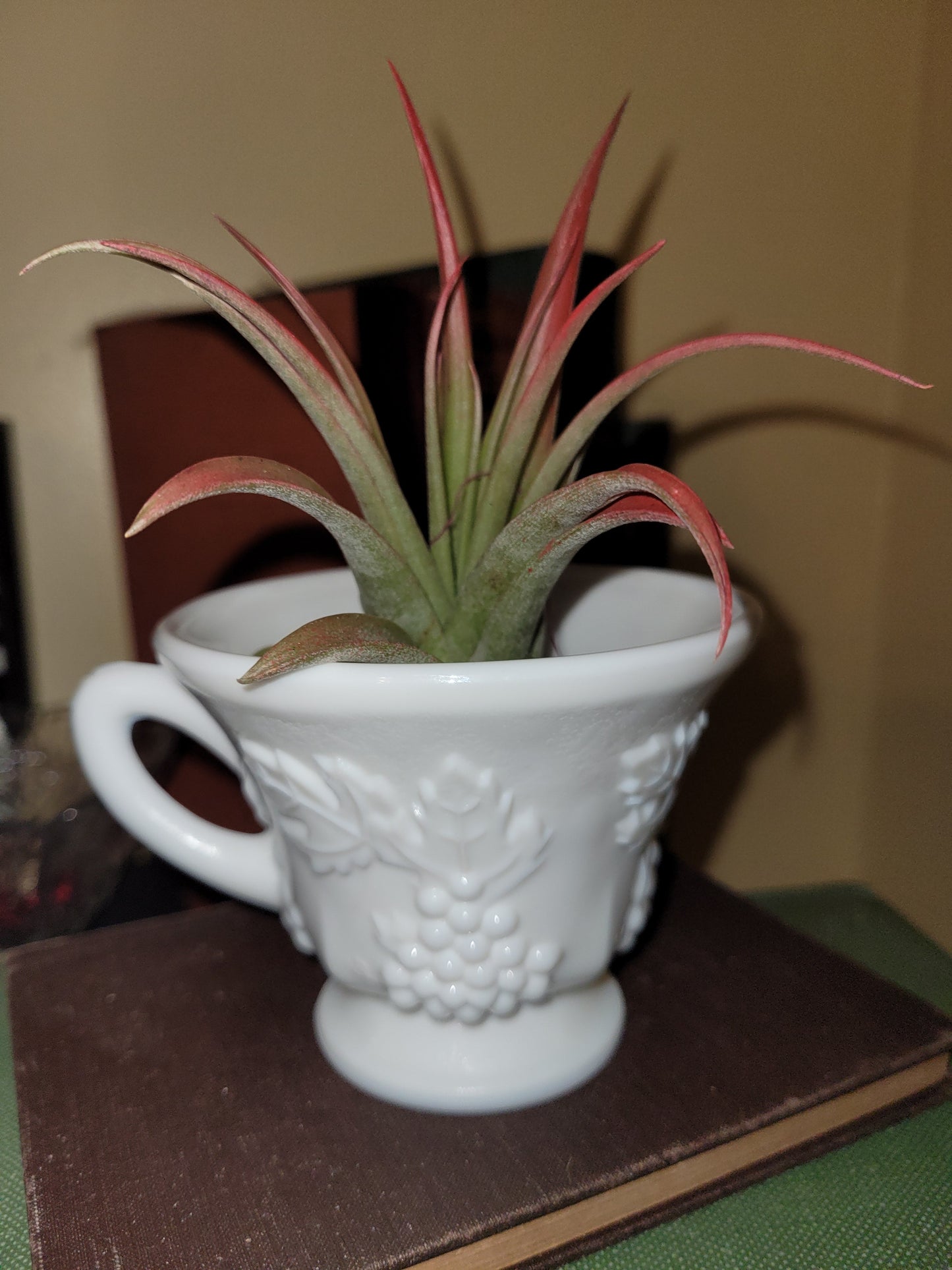 White Coffee Cup Air Plant Holder 05
