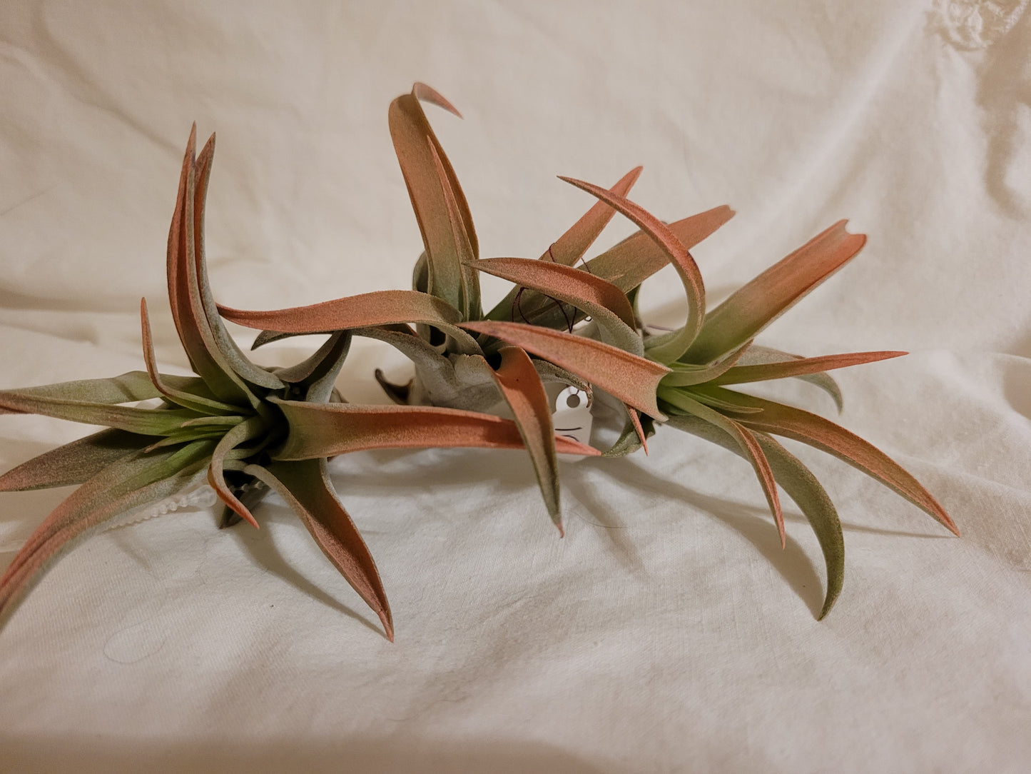 Capitata Peach