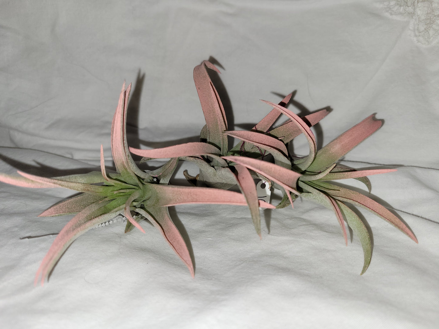 Capitata Peach