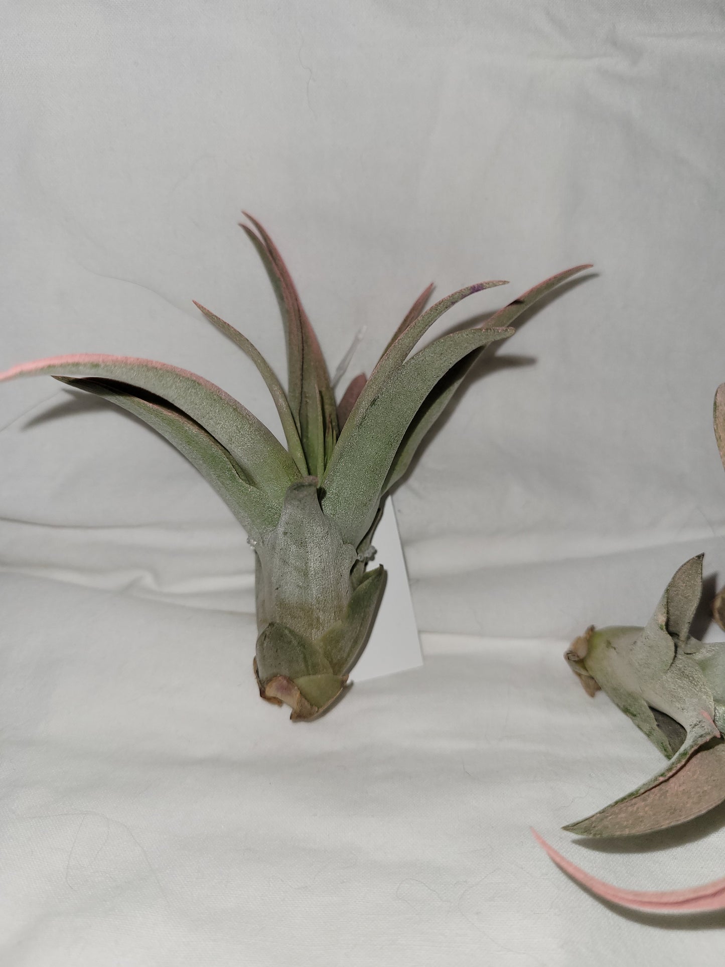 Capitata Peach