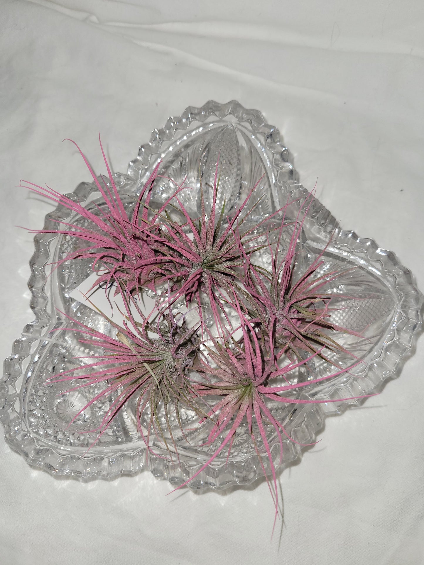 Air Plant Ionantha Raspberry Enhanced