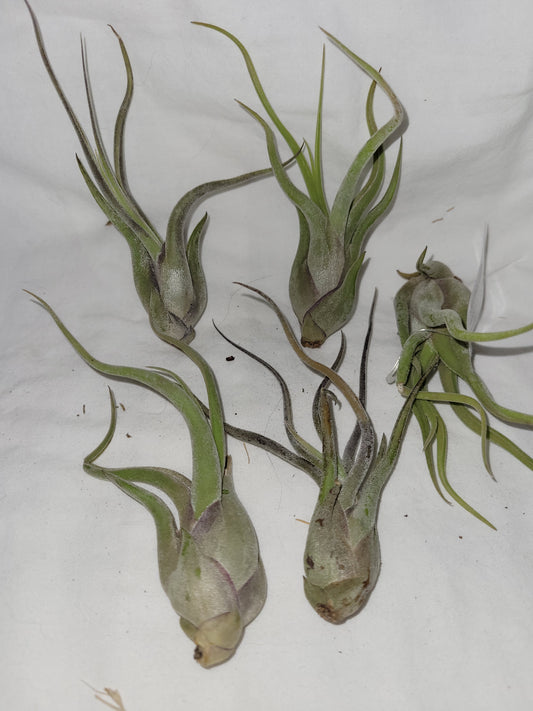 Medusa Plant -- Caput