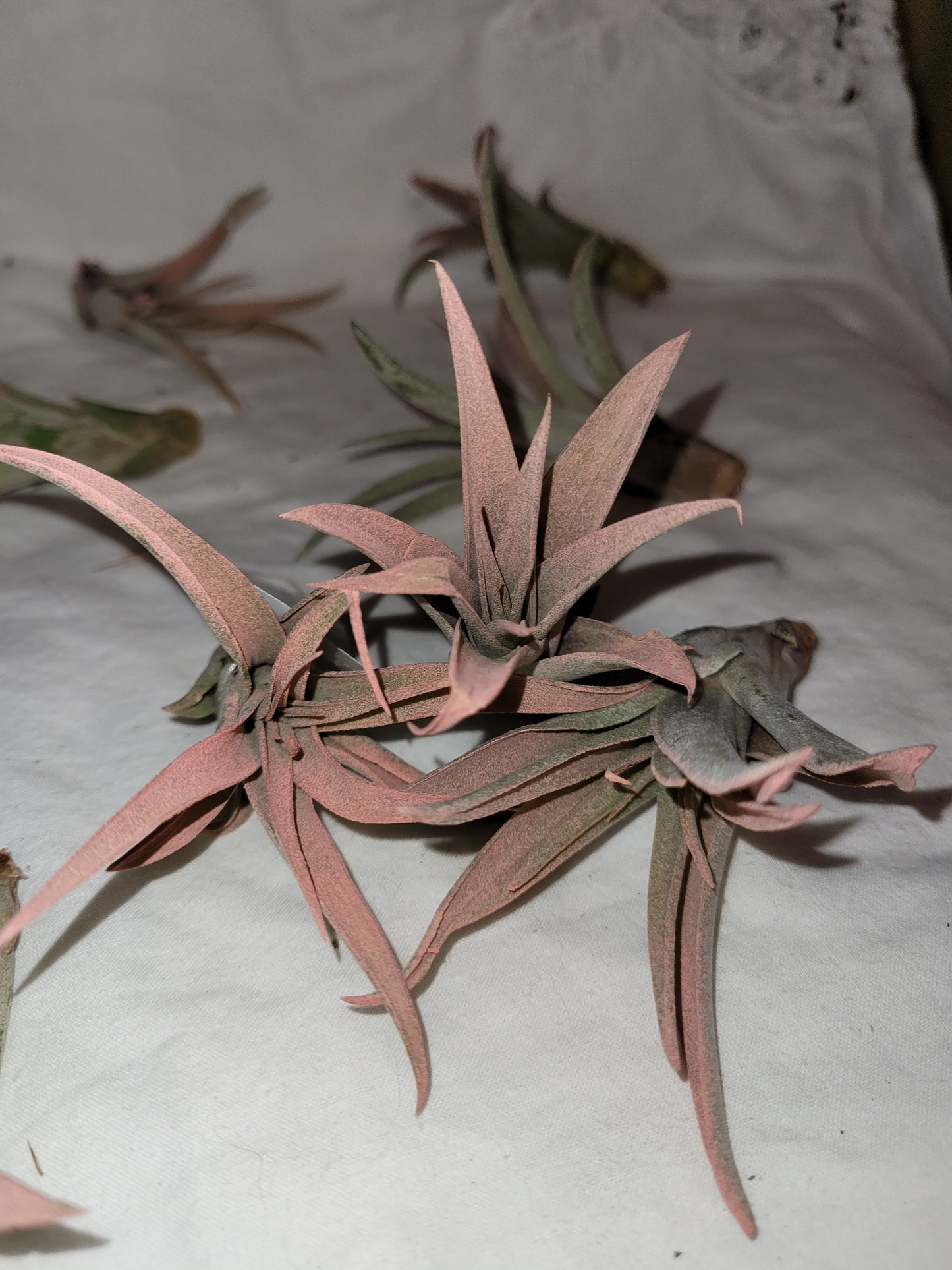 Capitata Peach