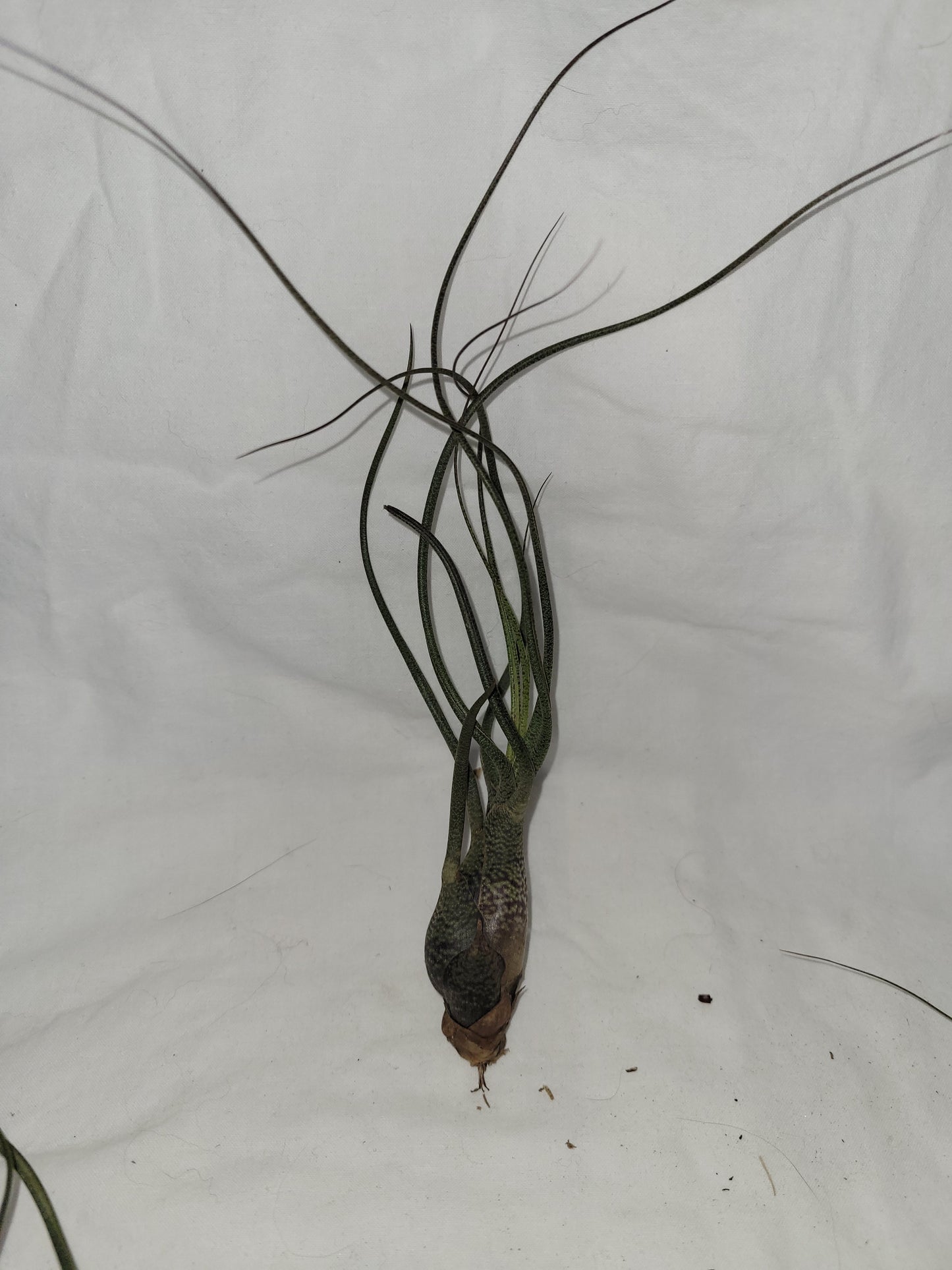 Butzii Alien Plant