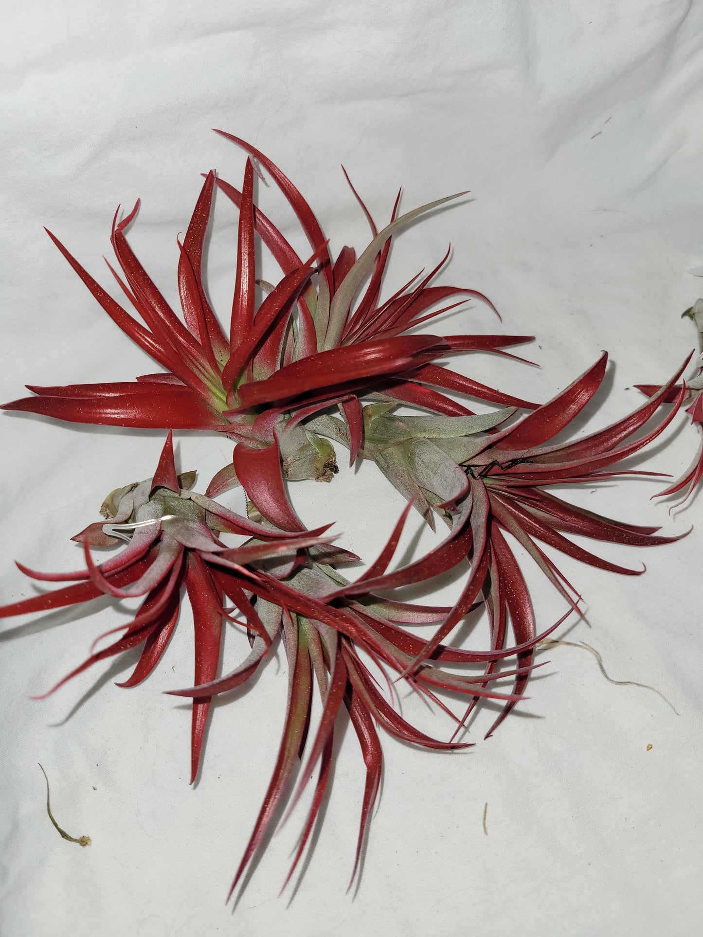 Abdita Air Plant Red