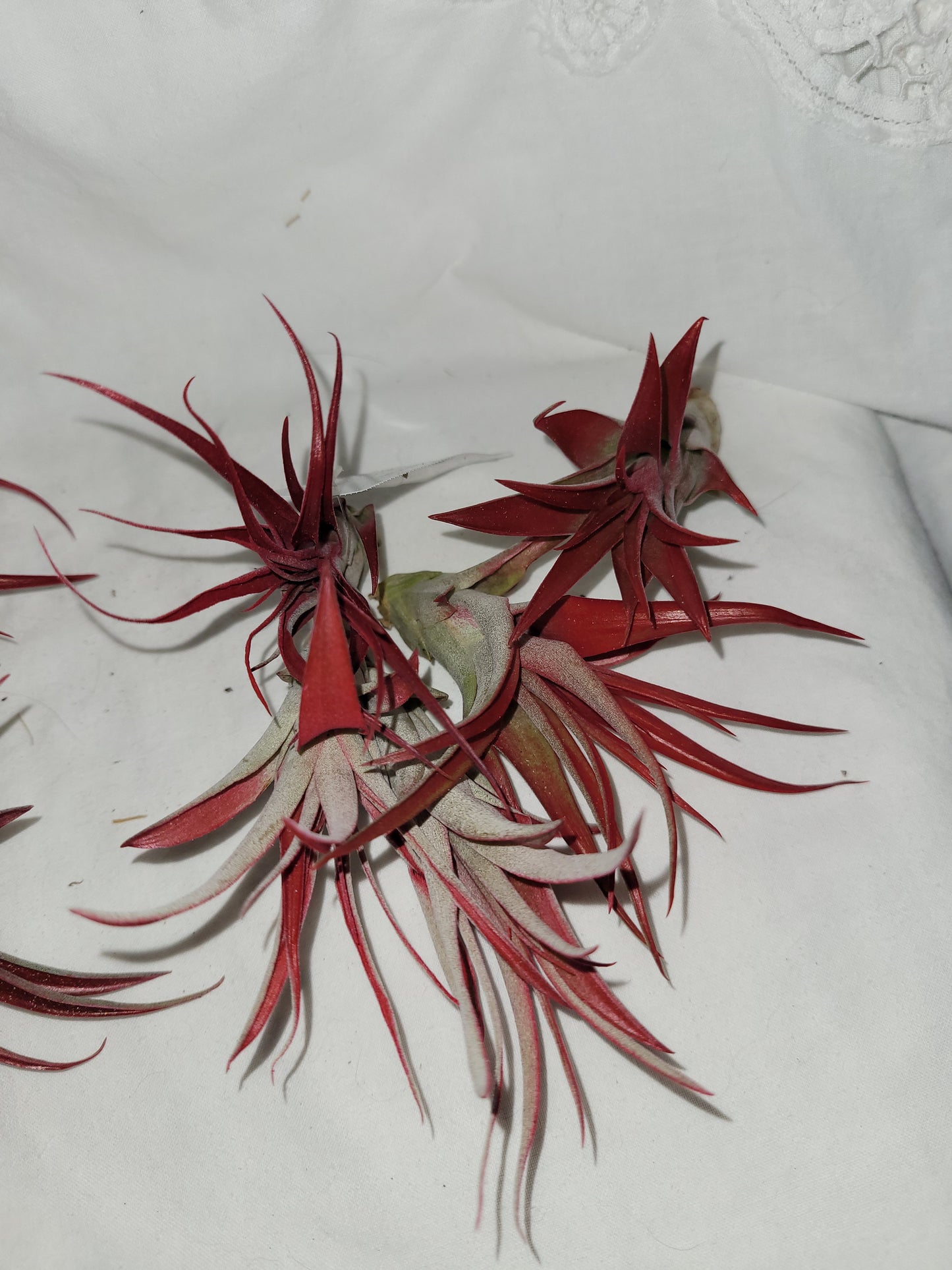 Abdita Air Plant Red