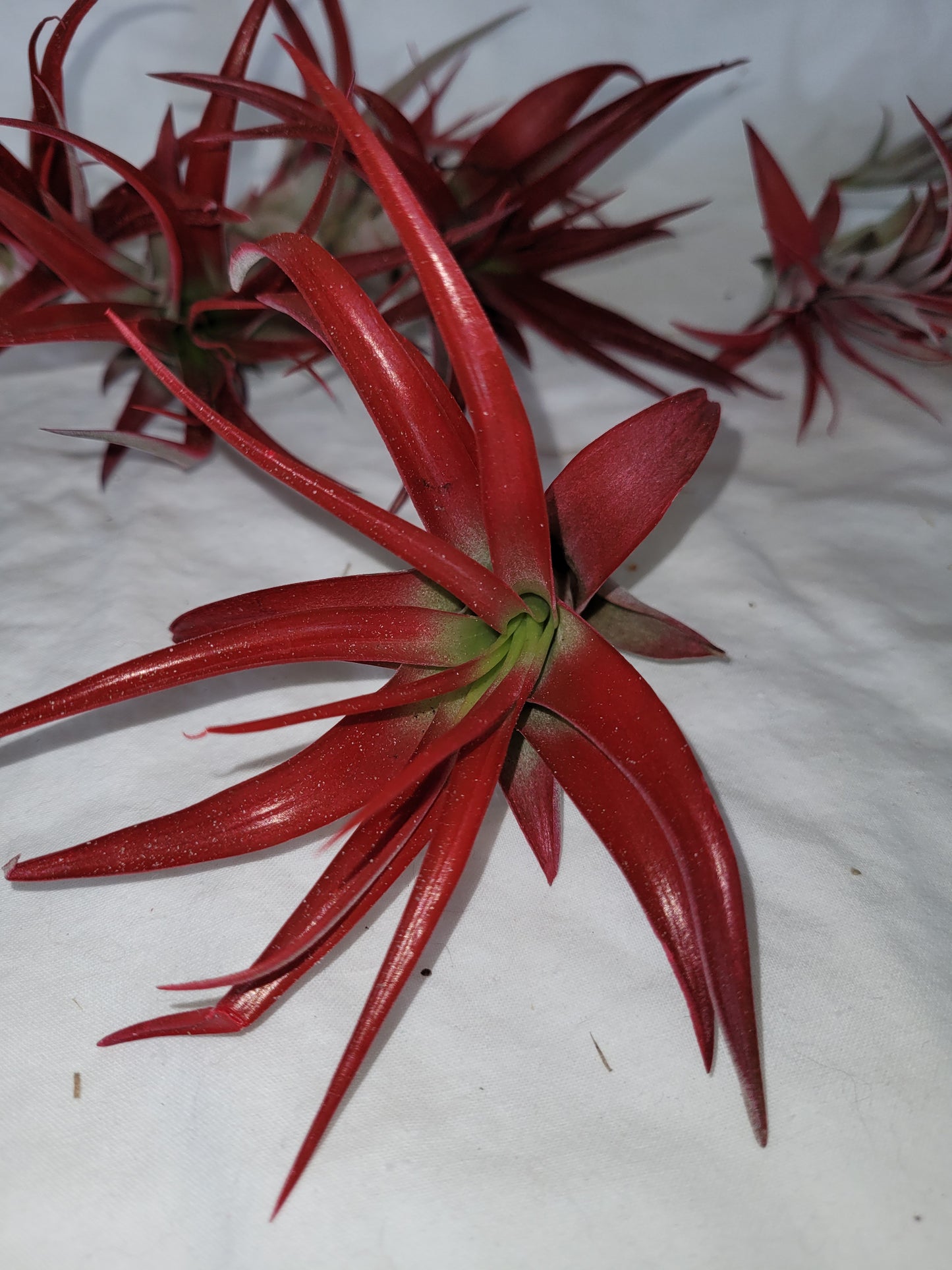 Abdita Air Plant Red
