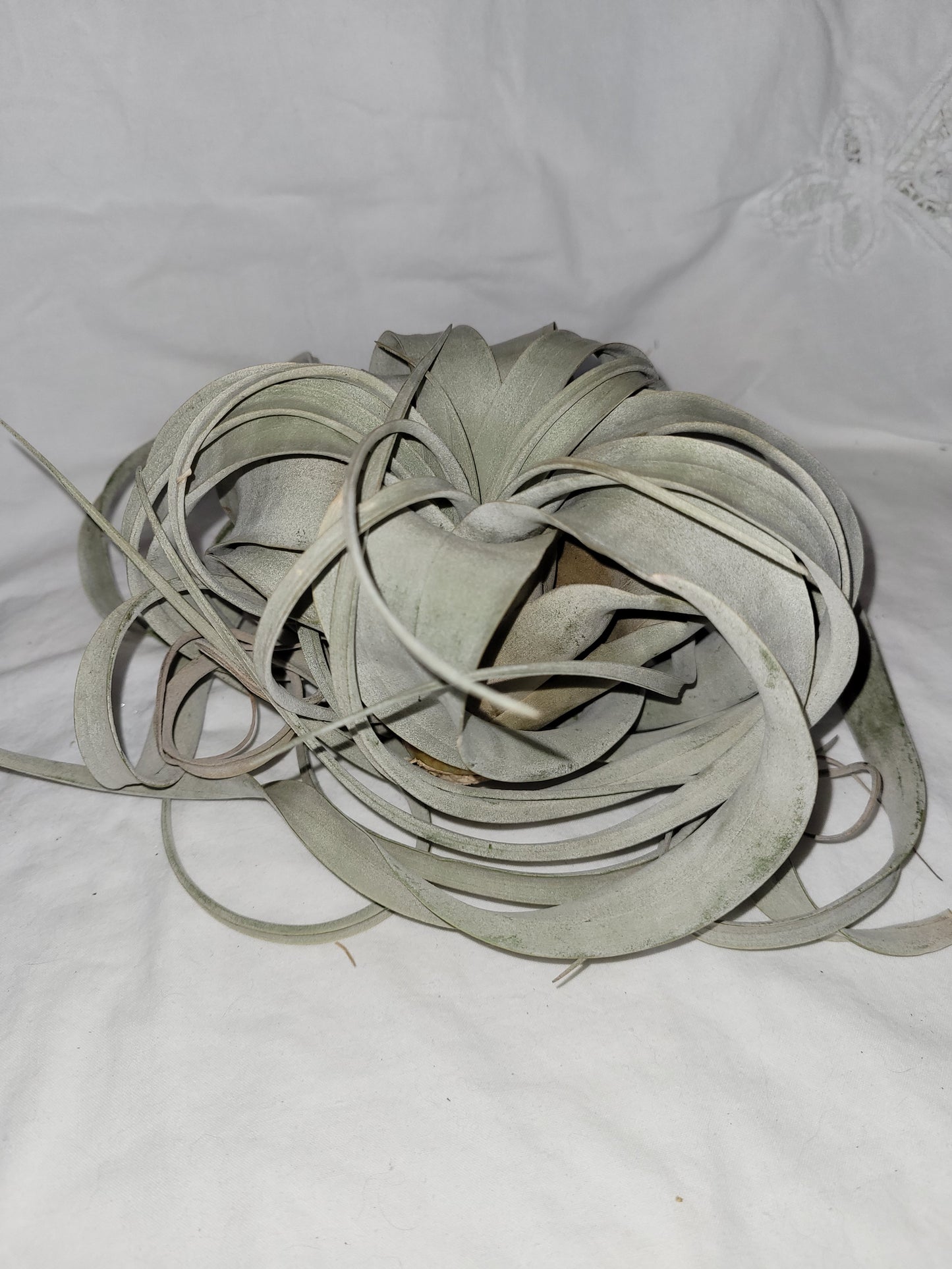 Xerographica Air Plant