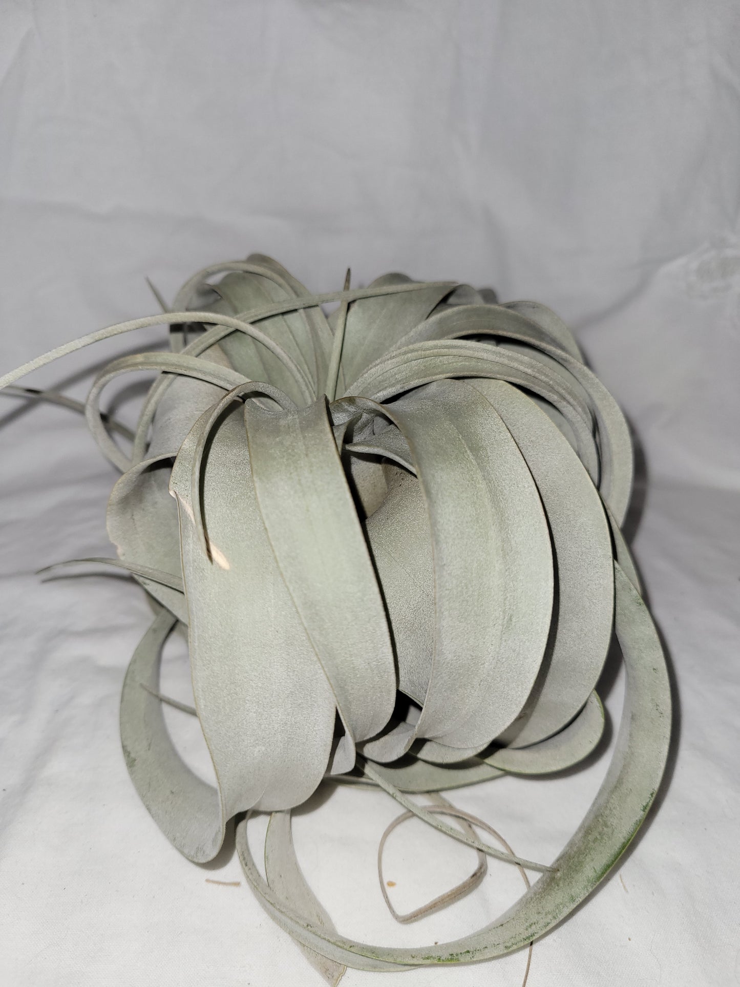 Xerographica Air Plant