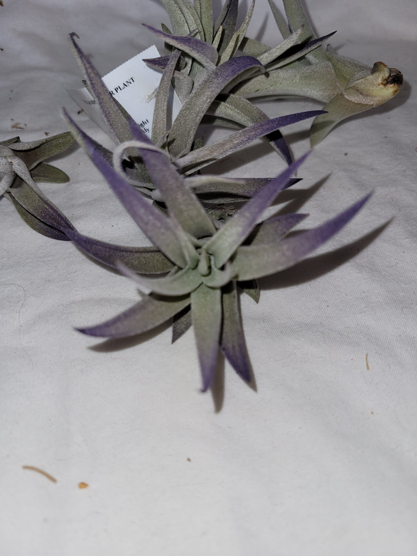 Plagiotropica Air Plant Purple