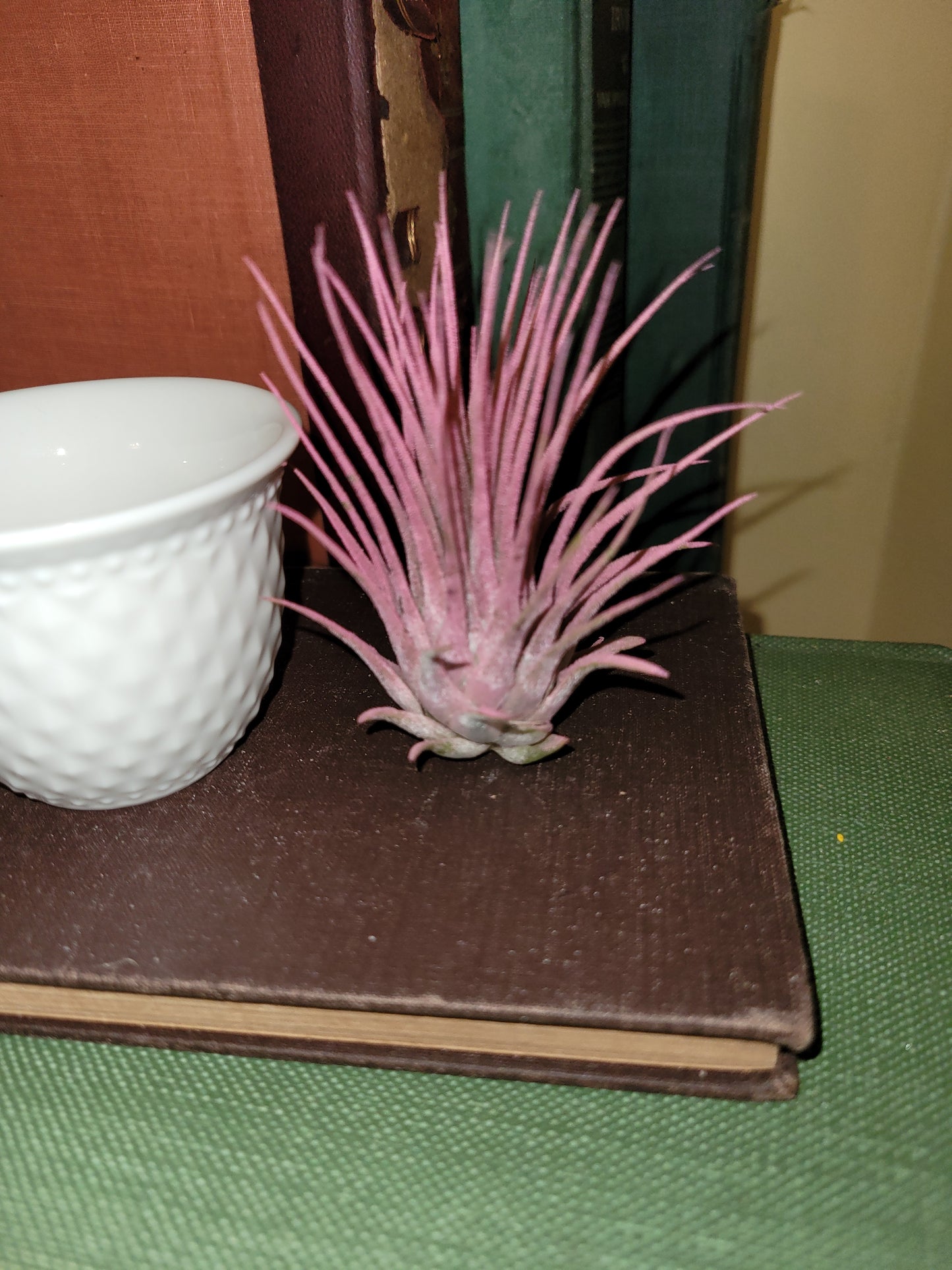 Air Plant Ionantha Raspberry Enhanced