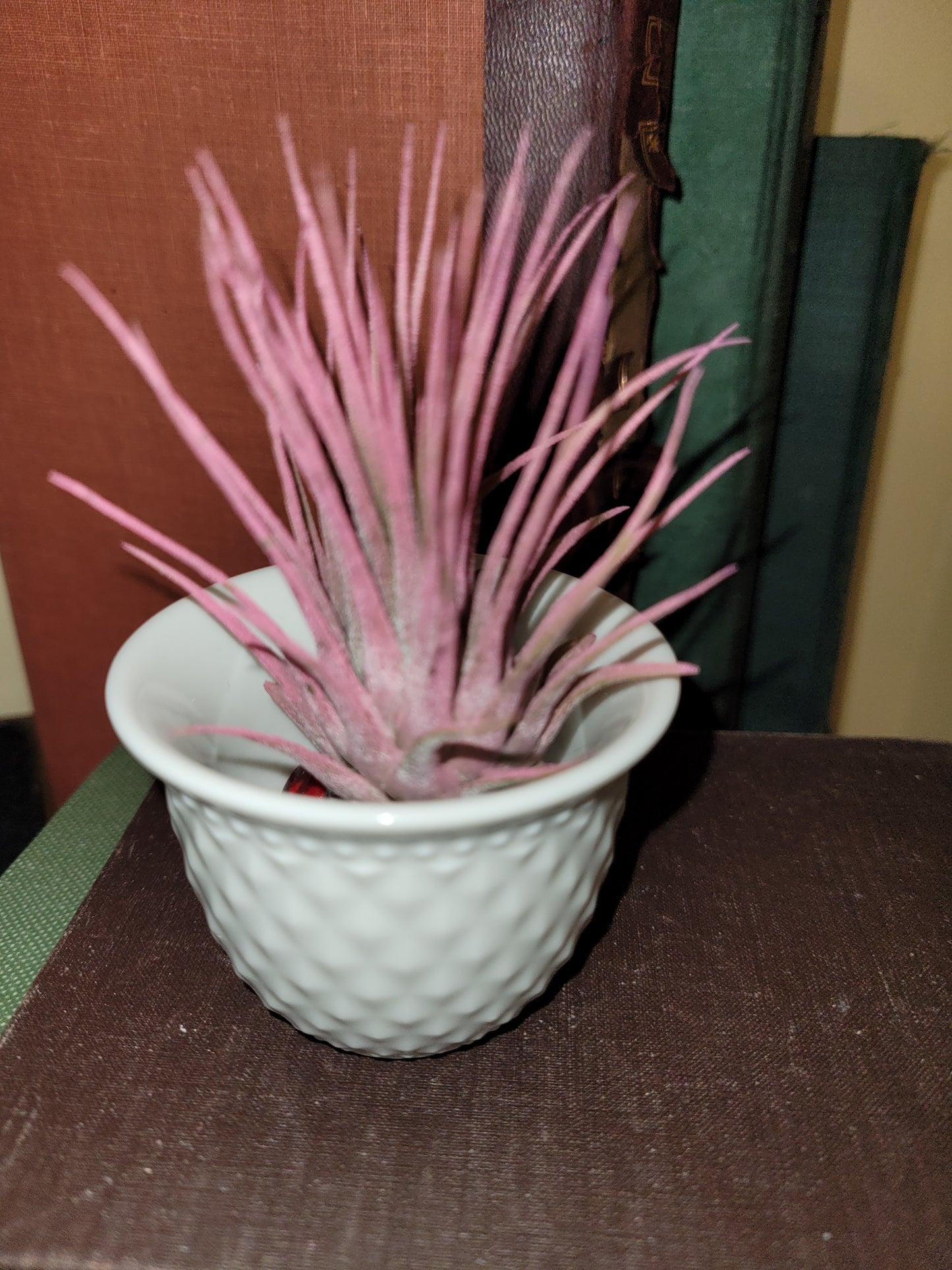 Air Plant Ionantha Raspberry Enhanced