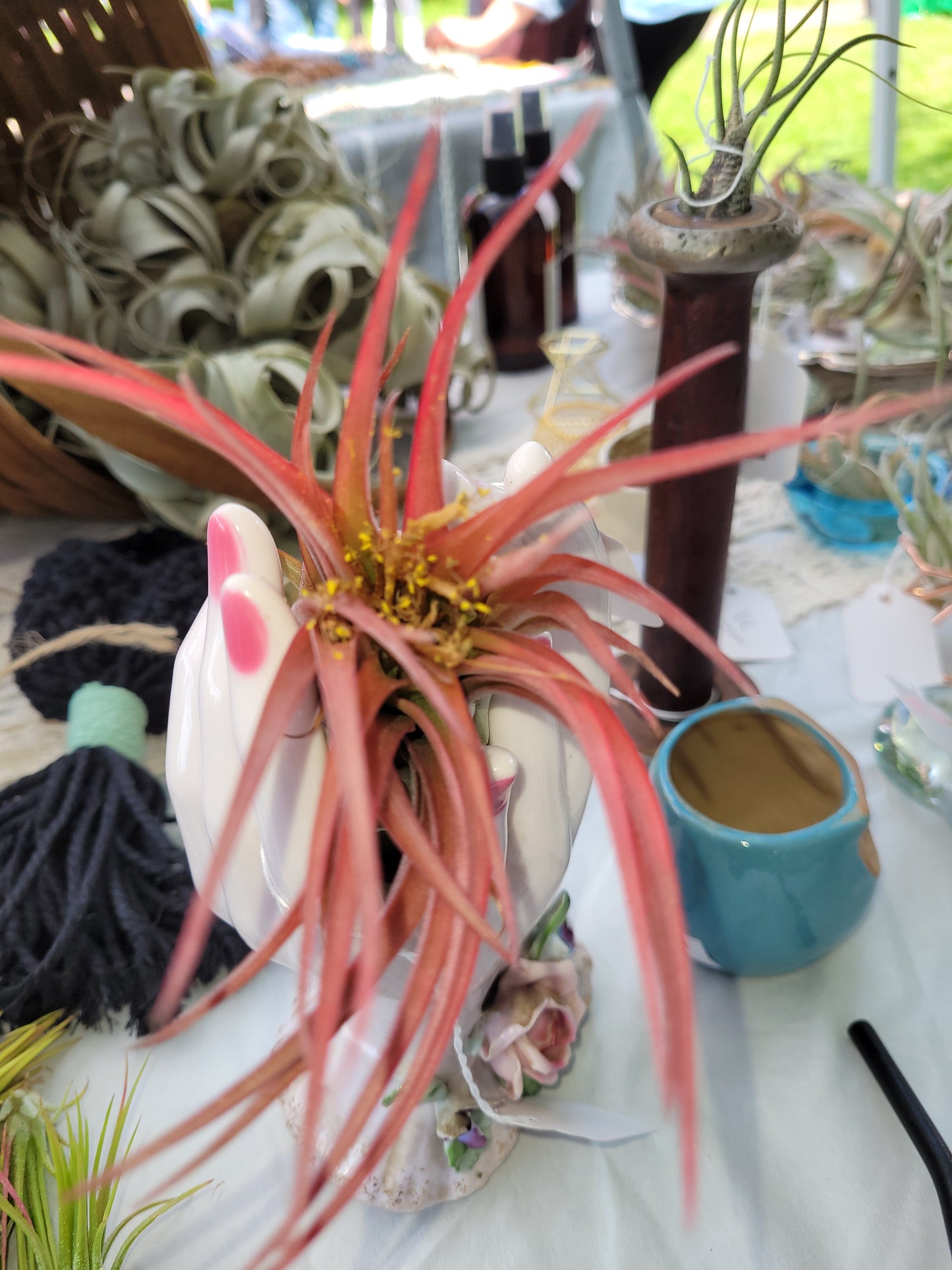 Brachycaulos Natural