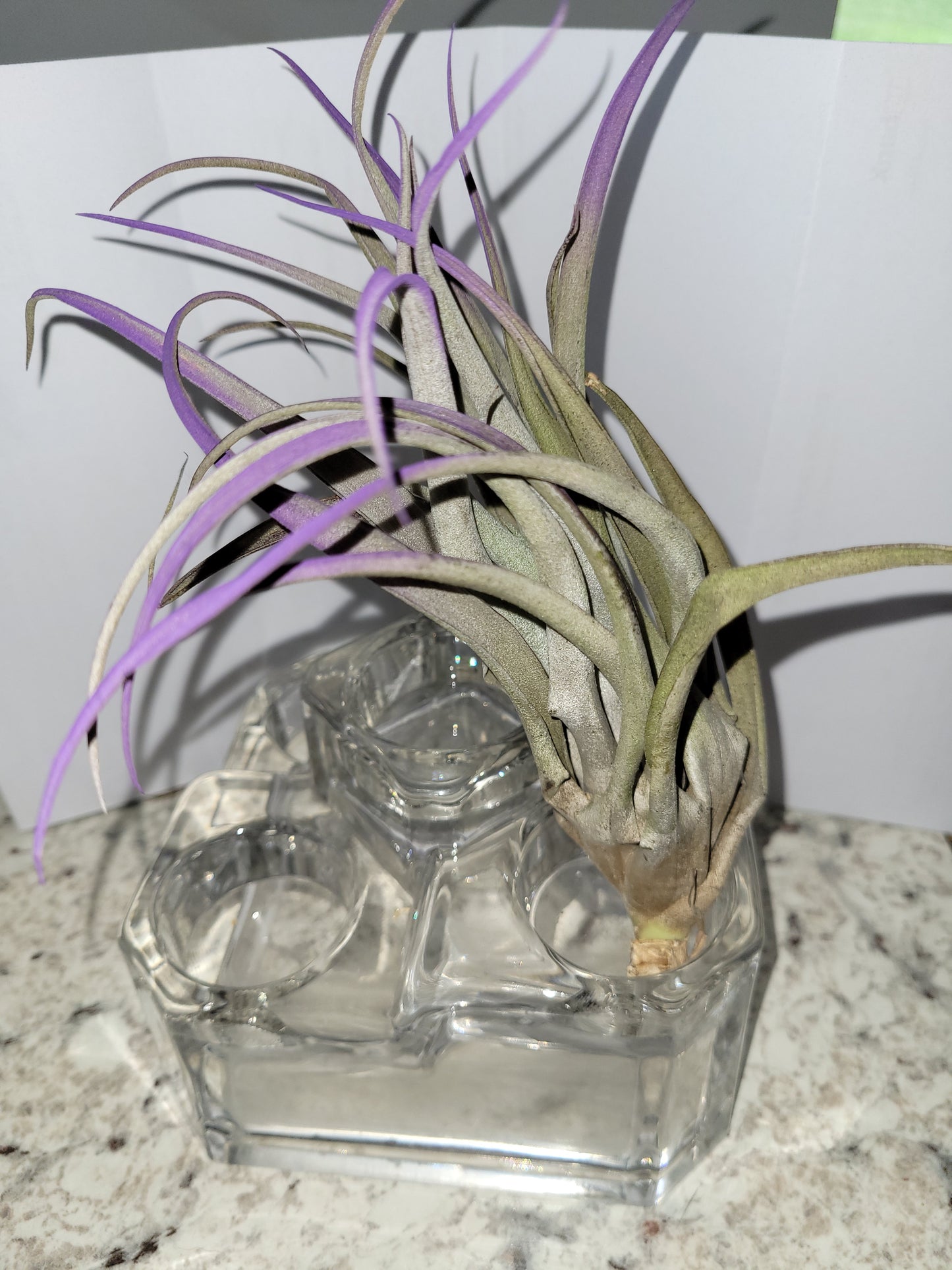 Plagiotropica Air Plant Purple