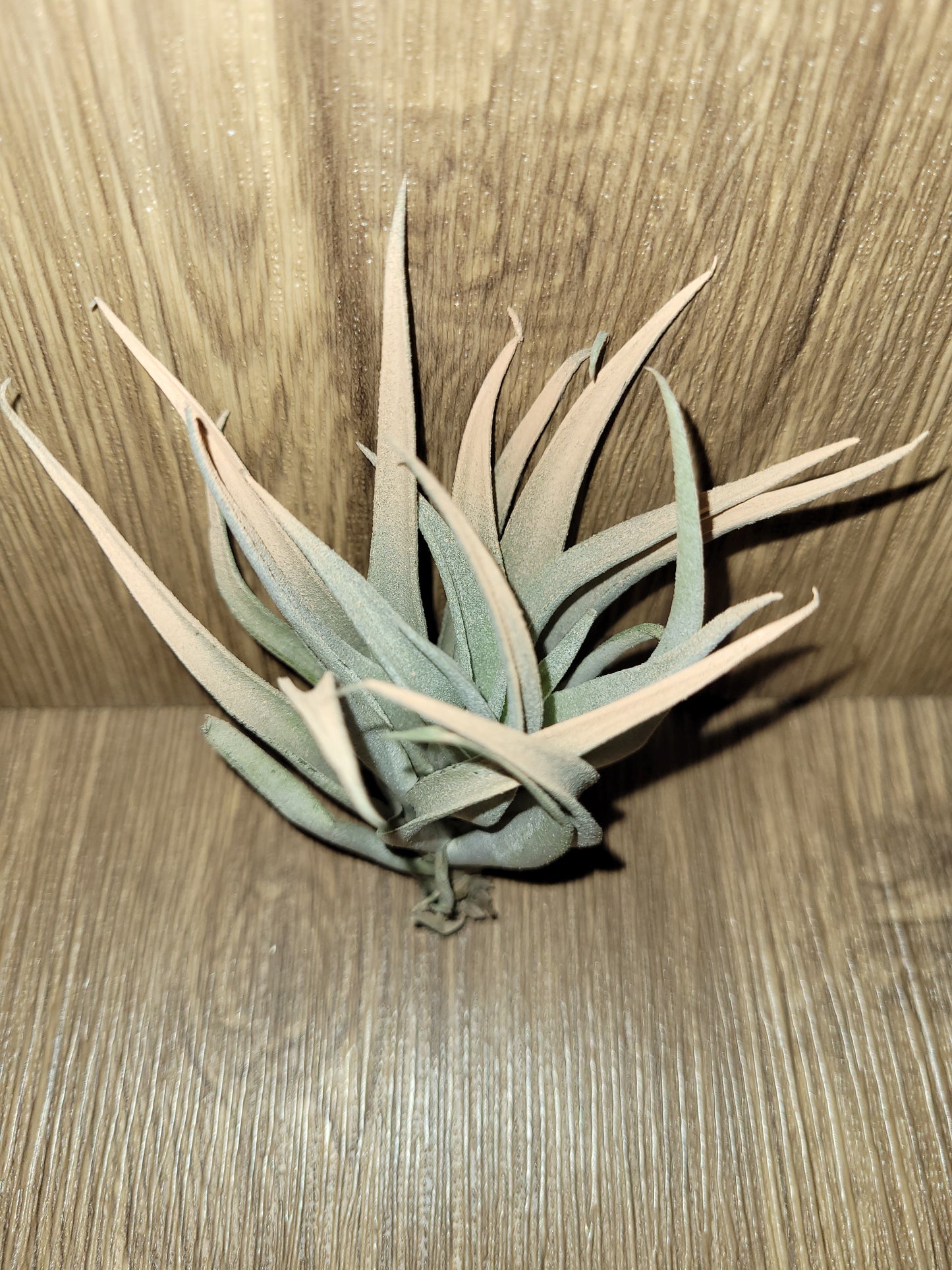 Harrisii Terracotta