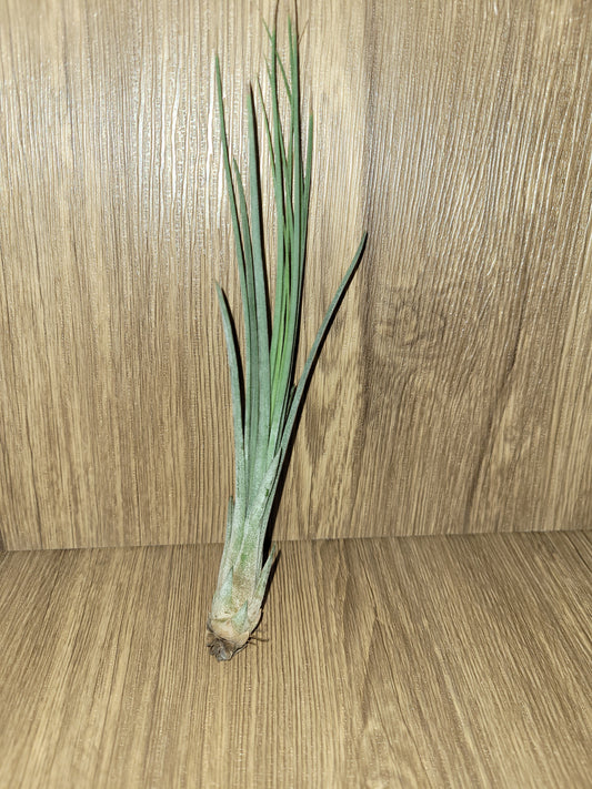 Juncea Natural