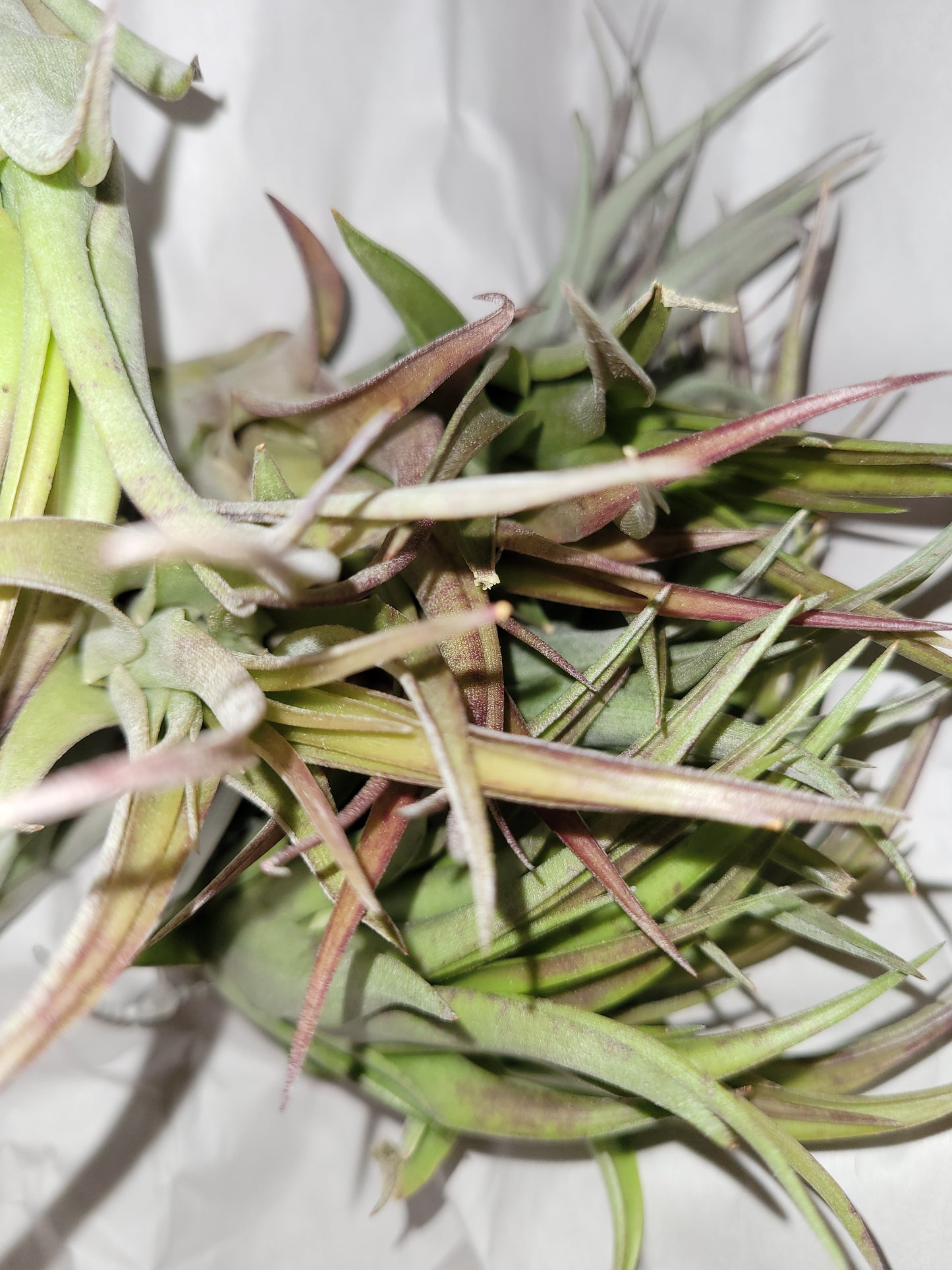 Brachycaulos Natural