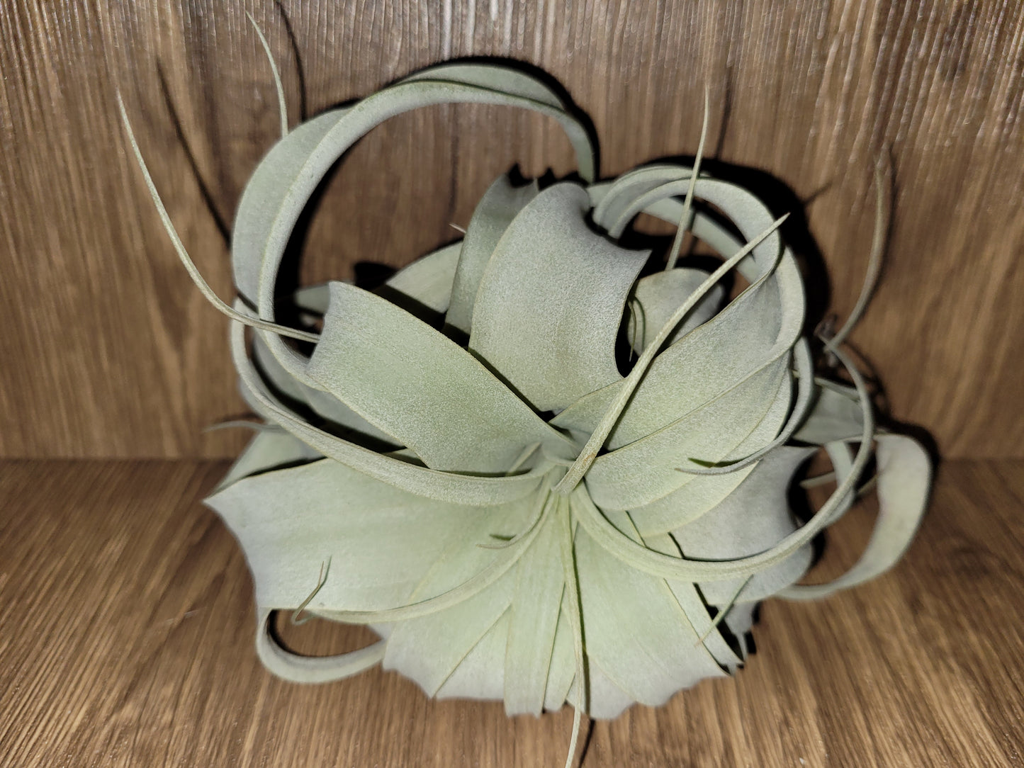 Xerographica Air Plant