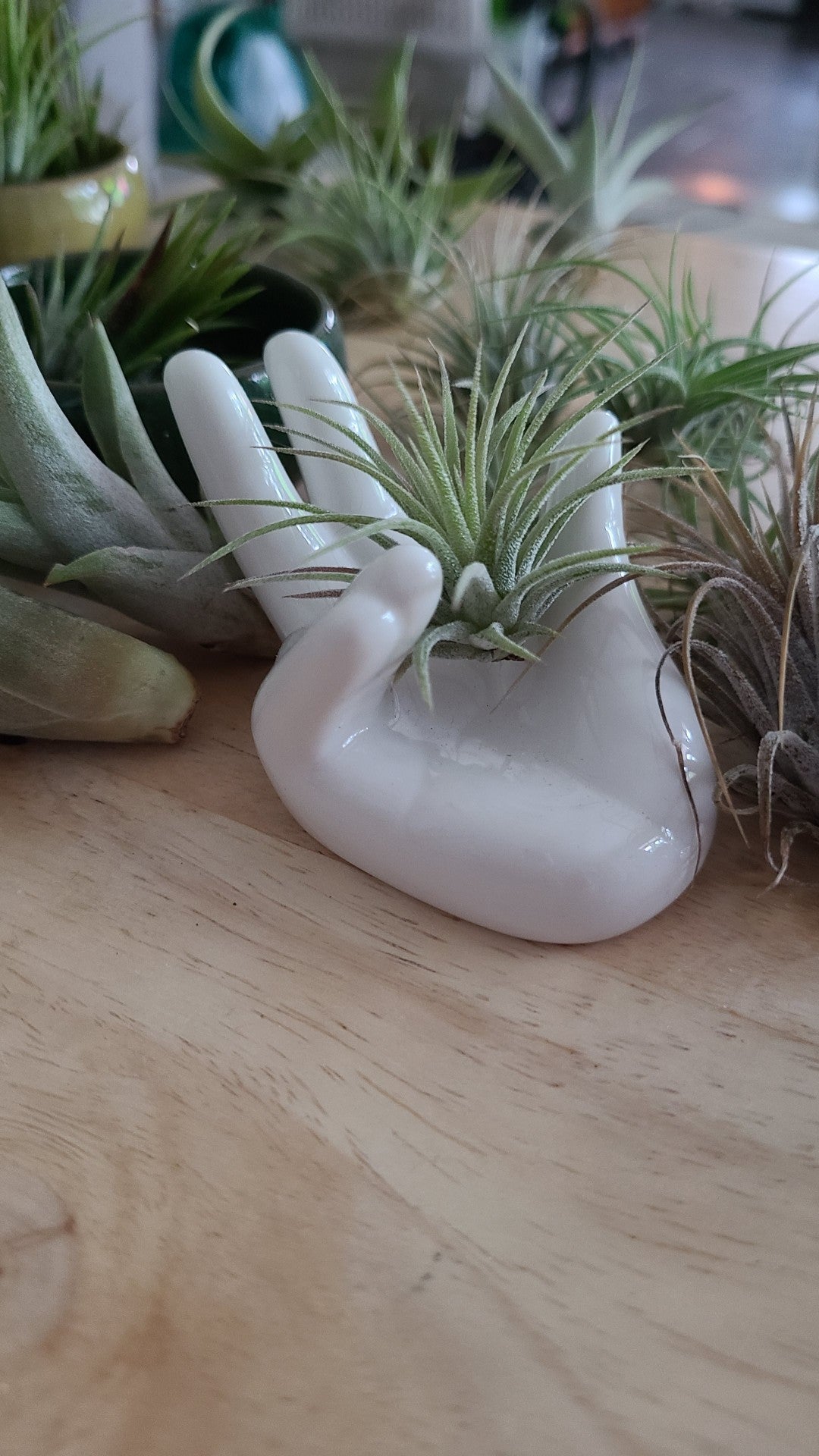 White Hand Air Plant Holder