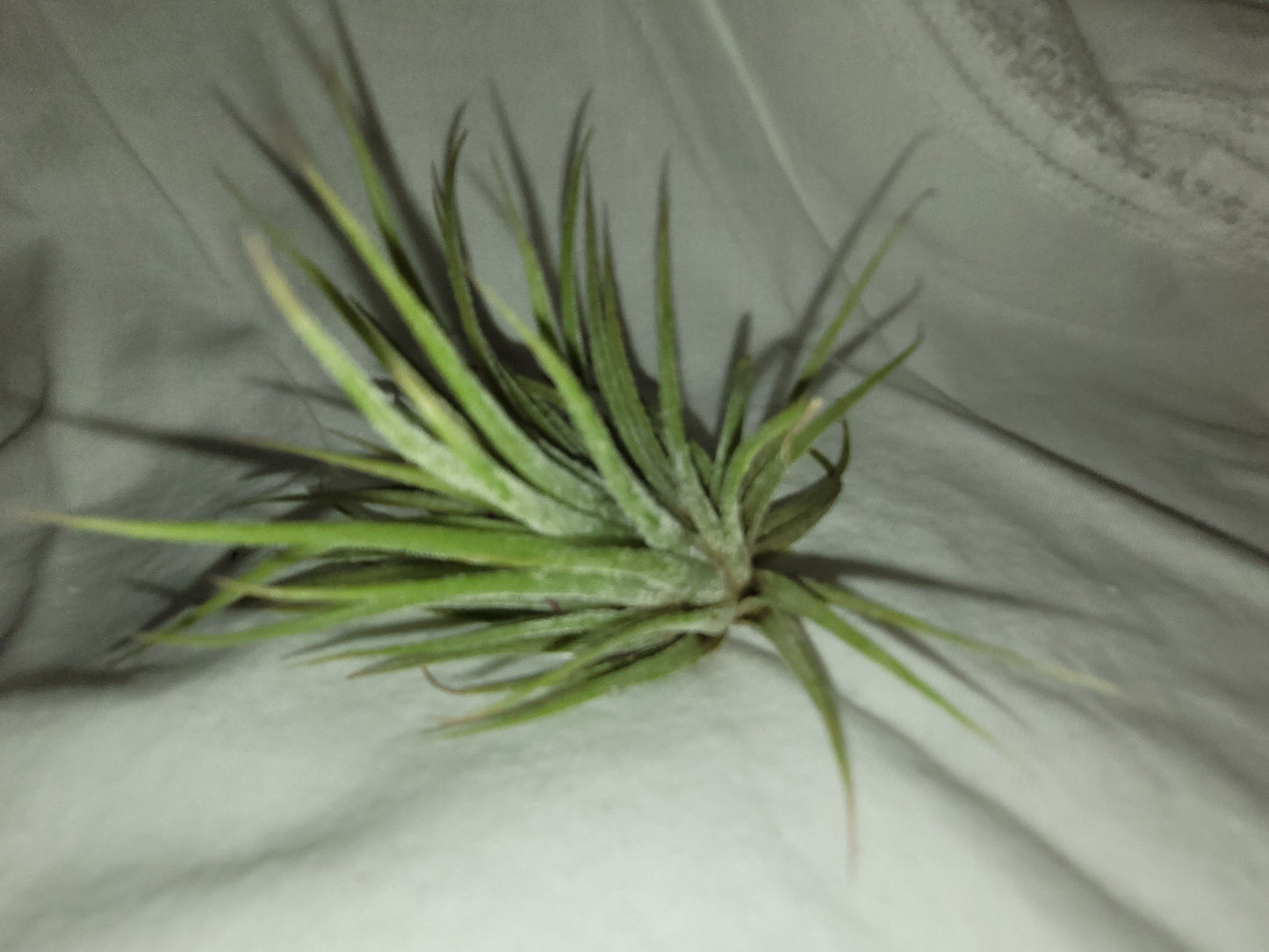 Ionantha Mexico Mini Air Plant