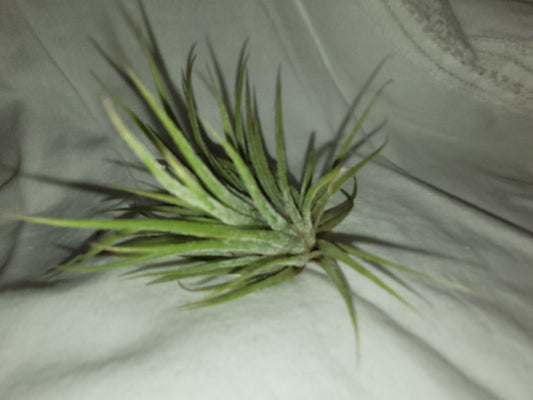 Ionantha Mexico Mini Air Plant