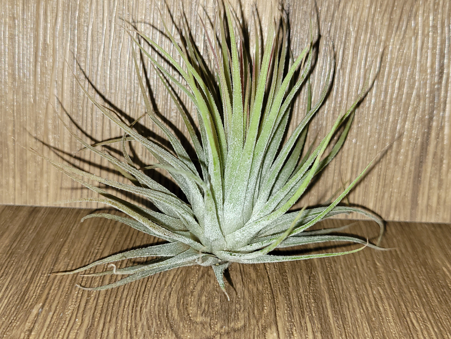 Ionantha Ruba