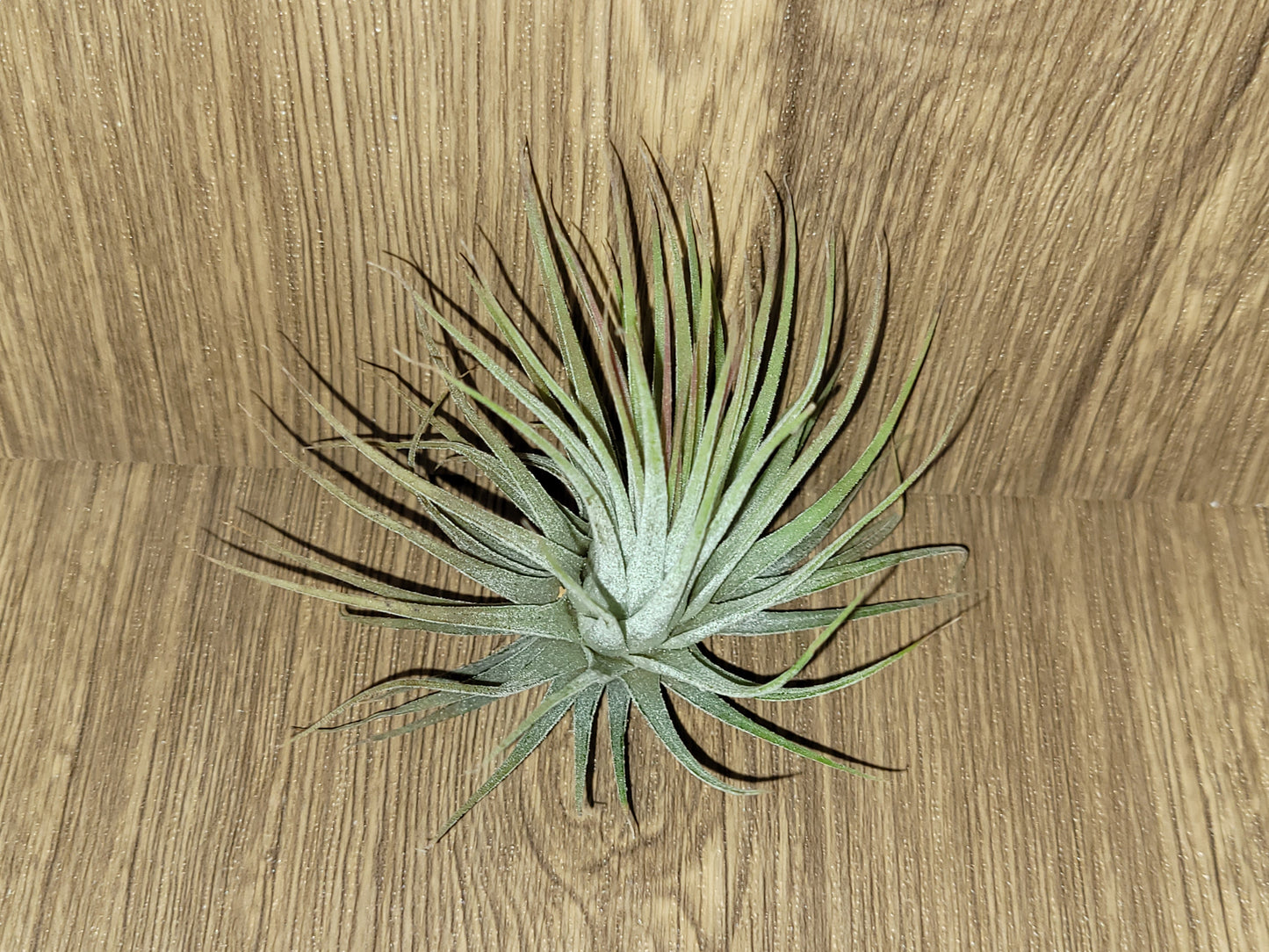 Ionantha Ruba