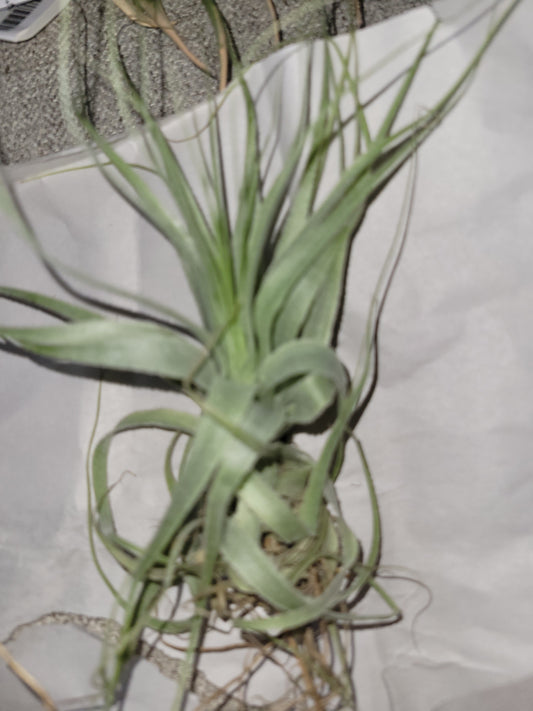 Gardneri Air Plant 4 - 6 inches