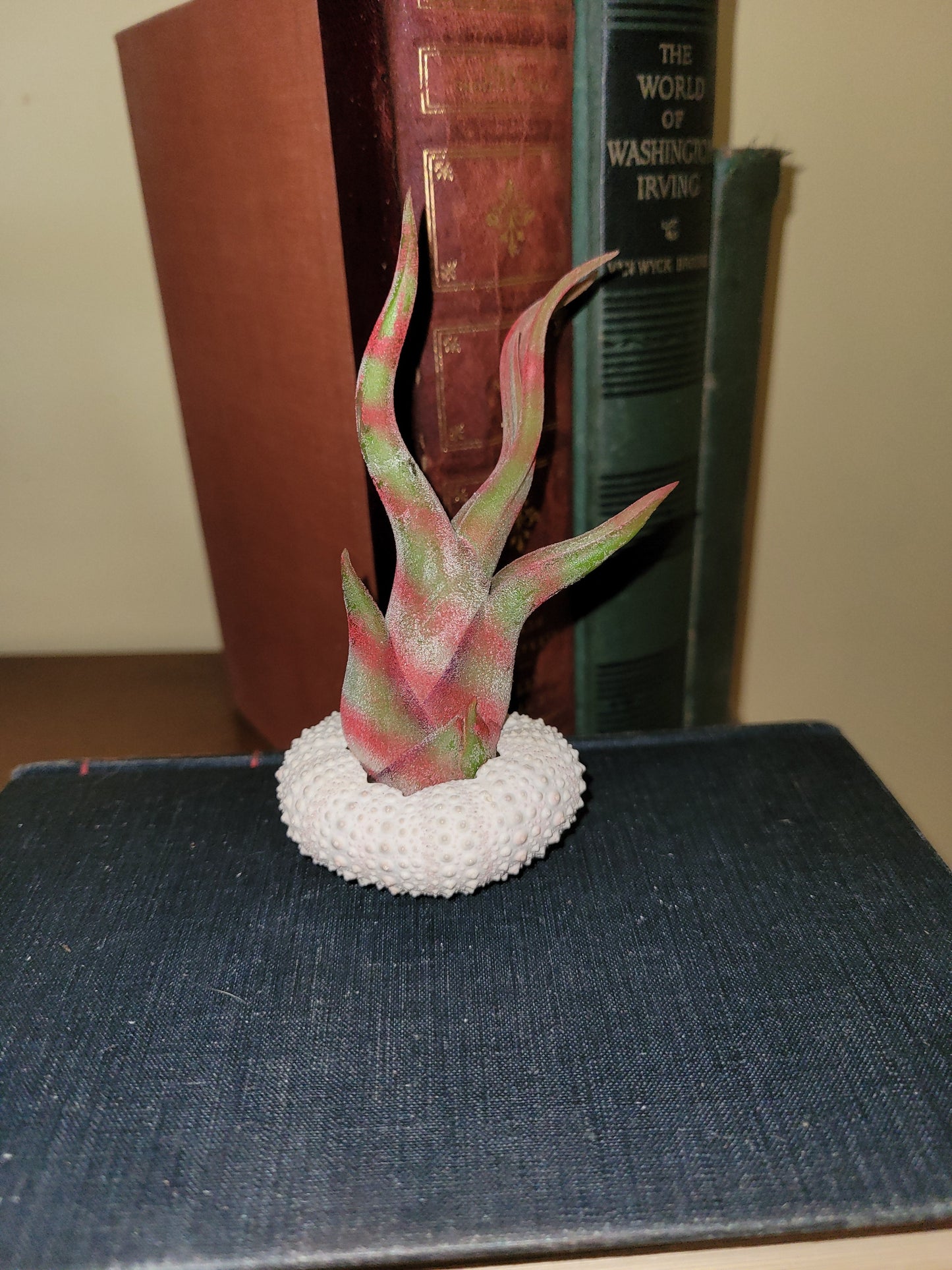 Caput Variegated Red Limited Enhanced Air Plant