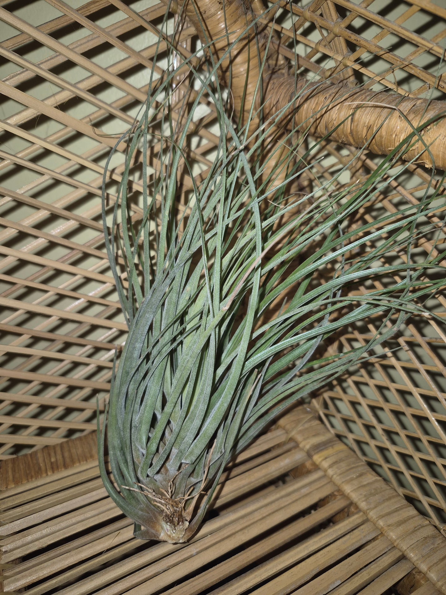 Floribunda 10 Inch Air Plant