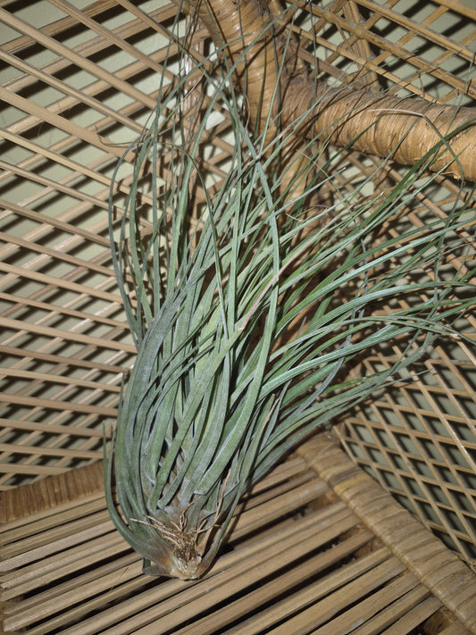 Floribunda 10 Inch Air Plant