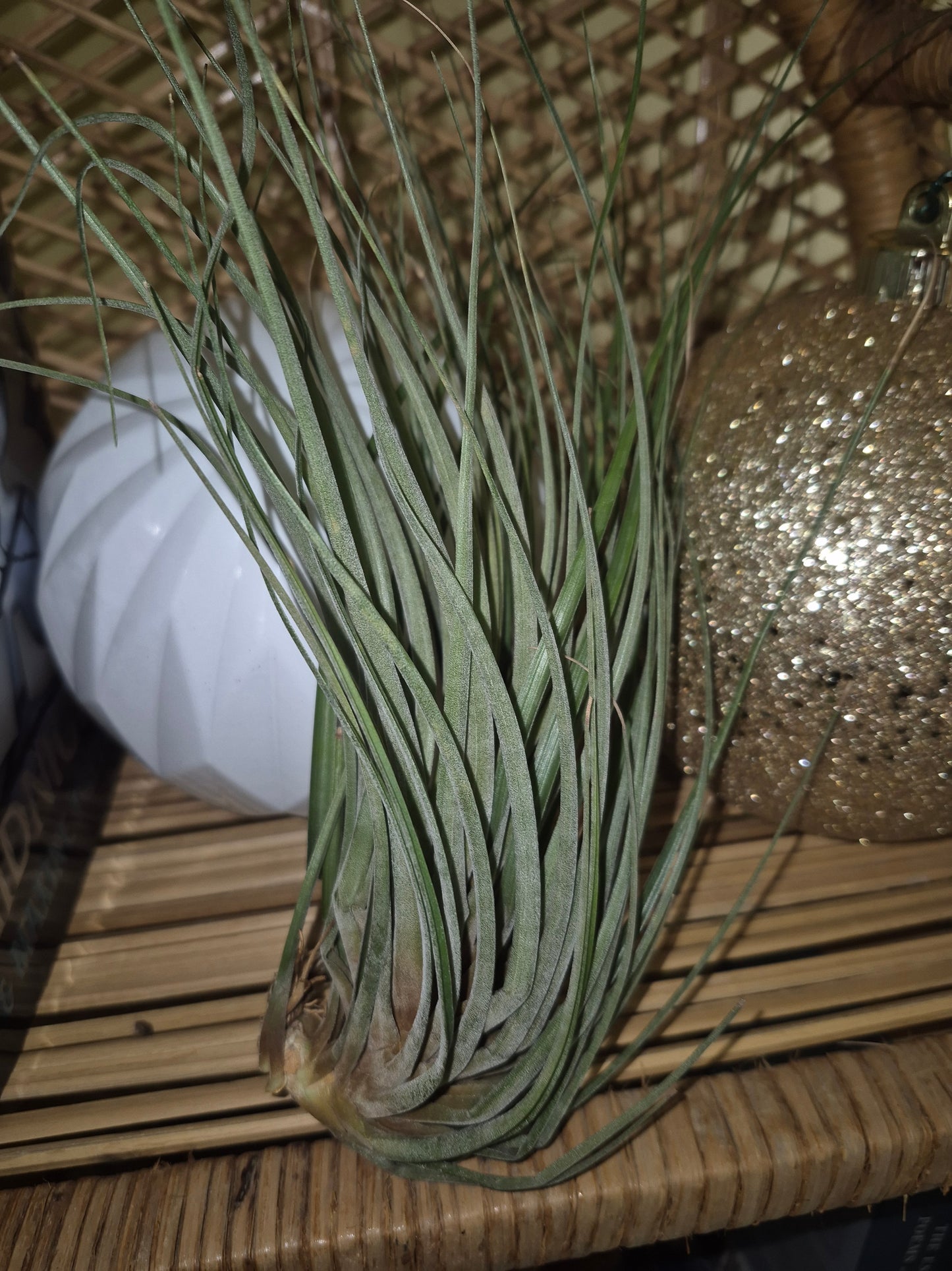 Floribunda 10 Inch Air Plant