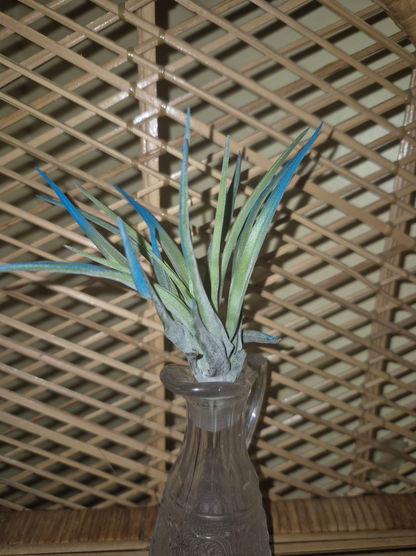 Velutina Blue Raspberry Air Plant
