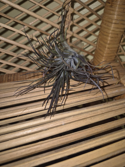 Stricta Midnight