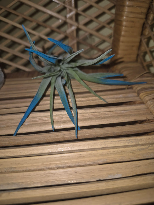 Velutina Blue Raspberry Air Plant