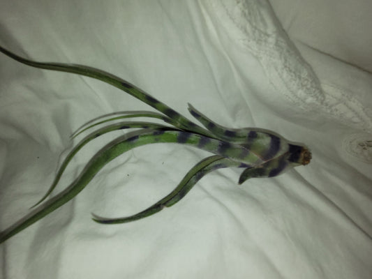 Caput Variegated Purple Limited Enhanced Air Plant