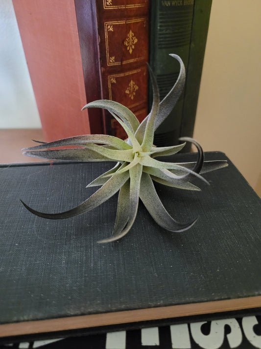 Harrisii Black Air Plant