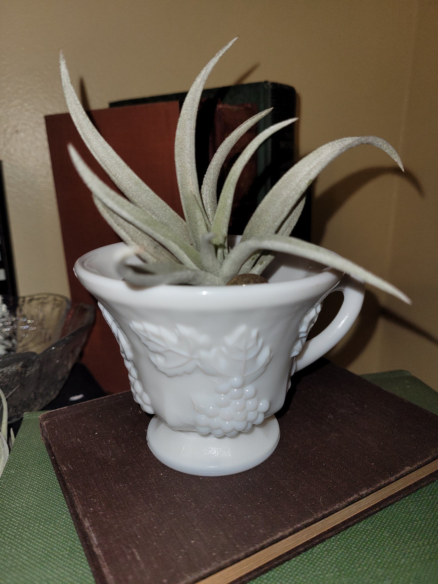 White Coffee Cup Air Plant Holder 05