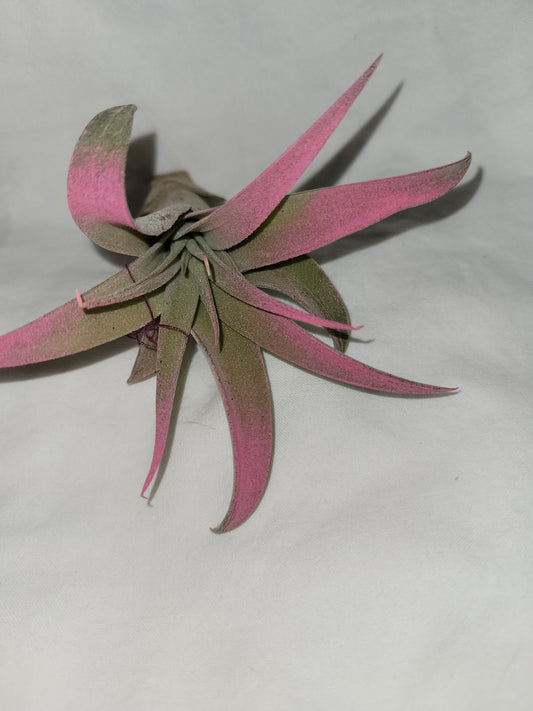 Capitata Raspberry