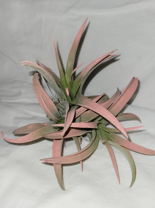 Capitata Peach