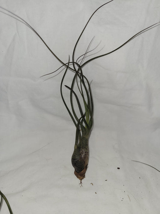 Butzii Alien Plant