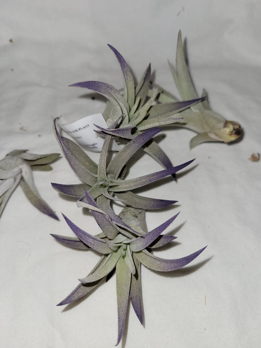 Plagiotropica Air Plant Purple