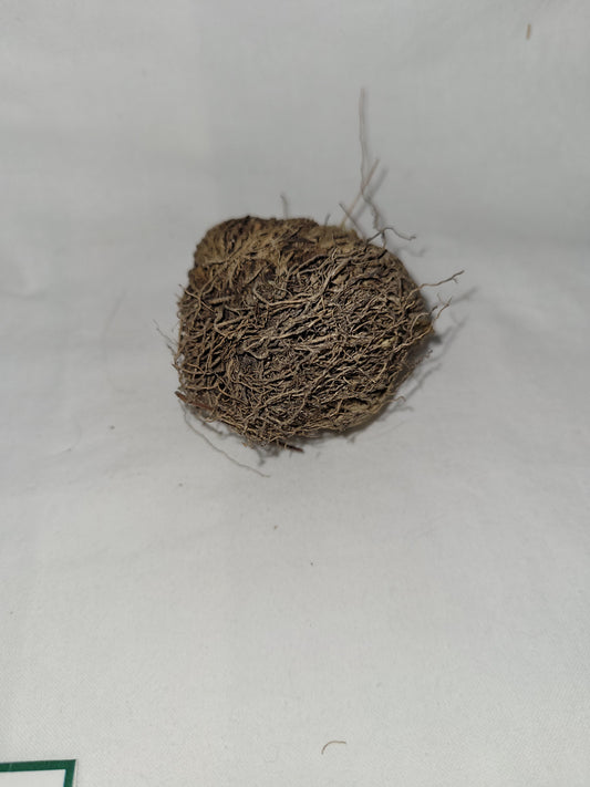 Resurecction Plant