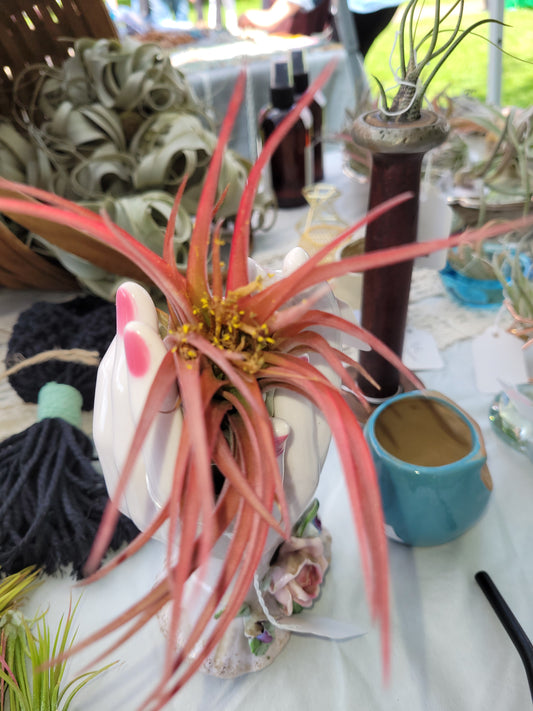 Brachycaulos Natural
