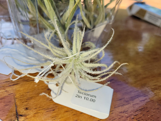 Tectorum Air Plant