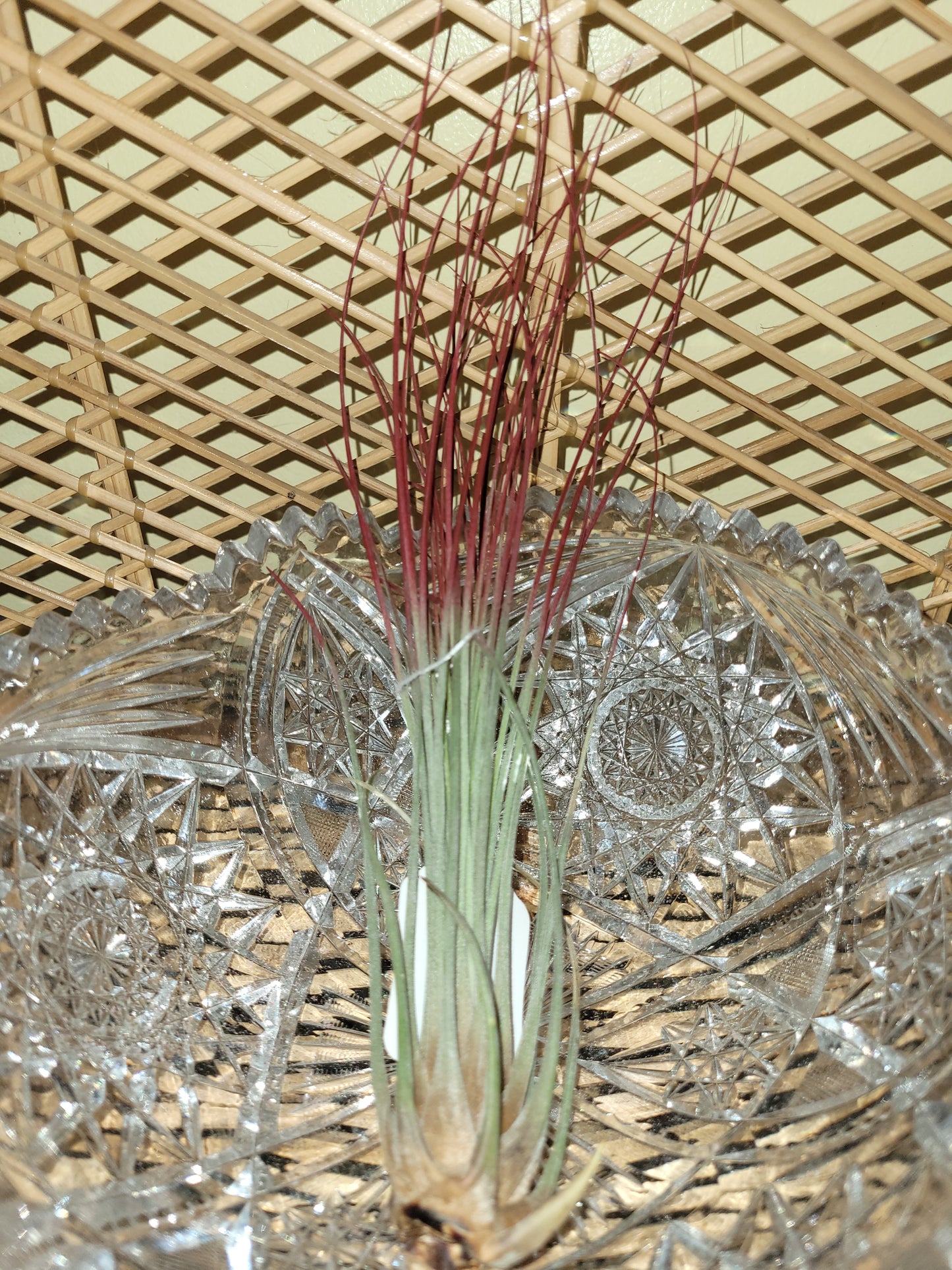 Juncia Red