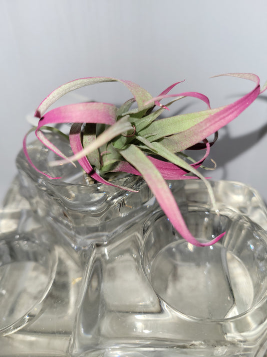 Capitata Magenta