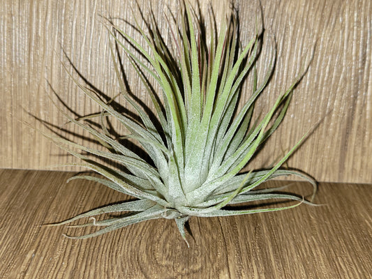 Ionantha Ruba