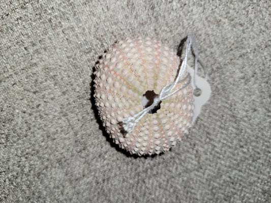 Sea Shells